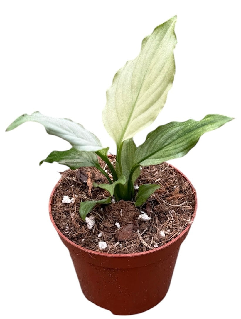 Spathiphyllum hybrid 12cm 8cm Pot