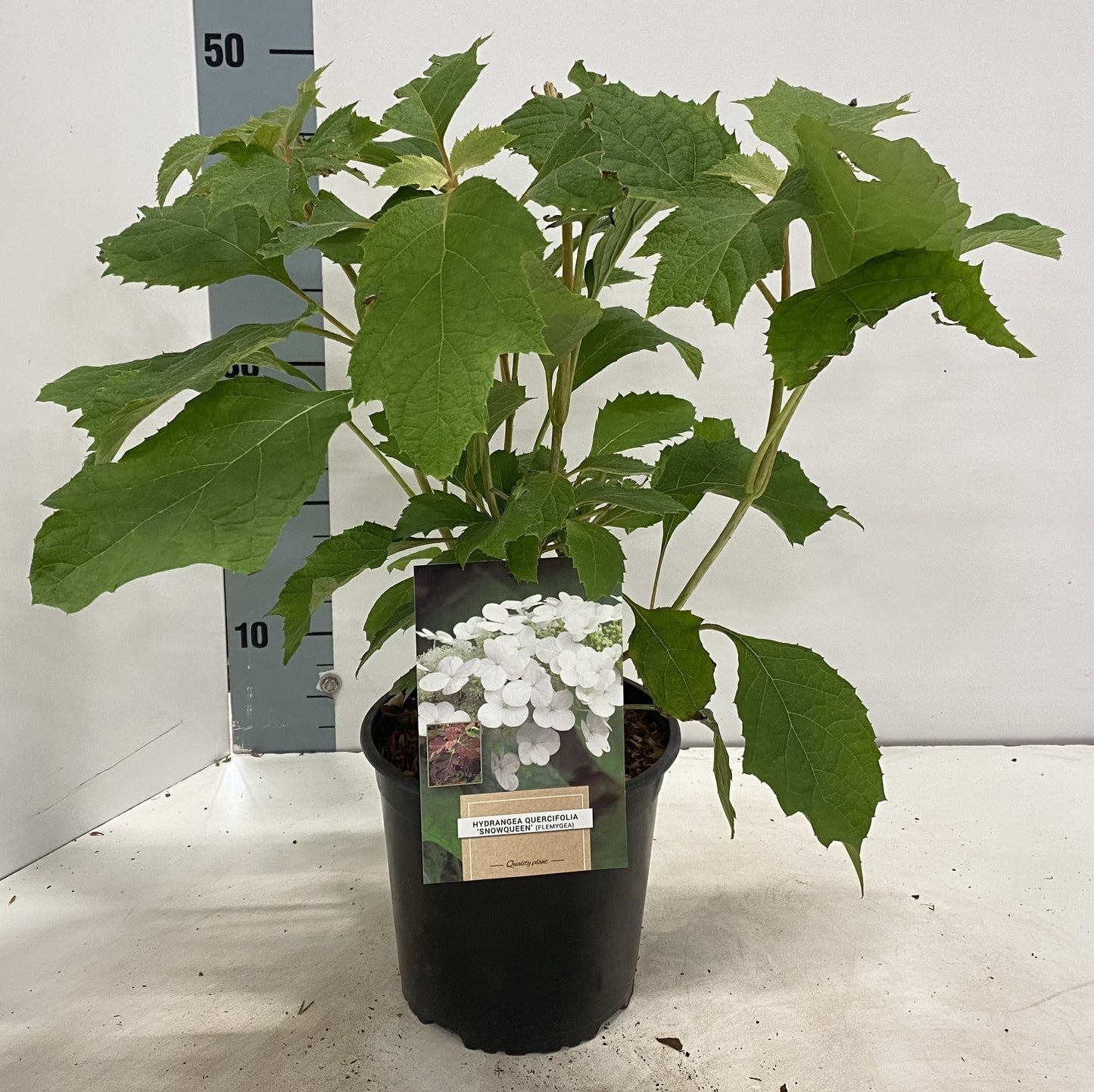 Hydrangea querifolia Snow Queen 35cm 17cm Pot