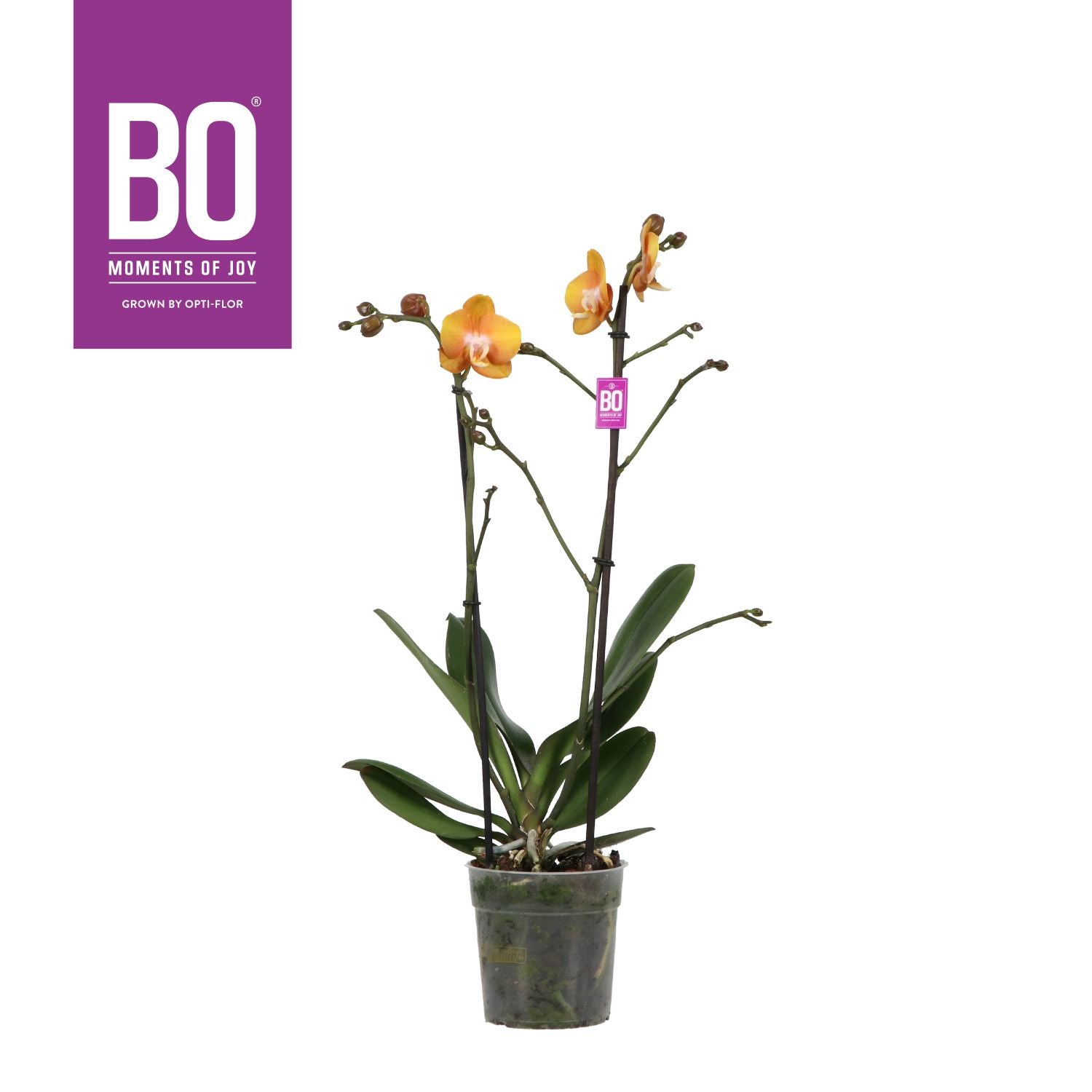 Opti-Flor Phalaenopsis Las Vegas Pack of 10