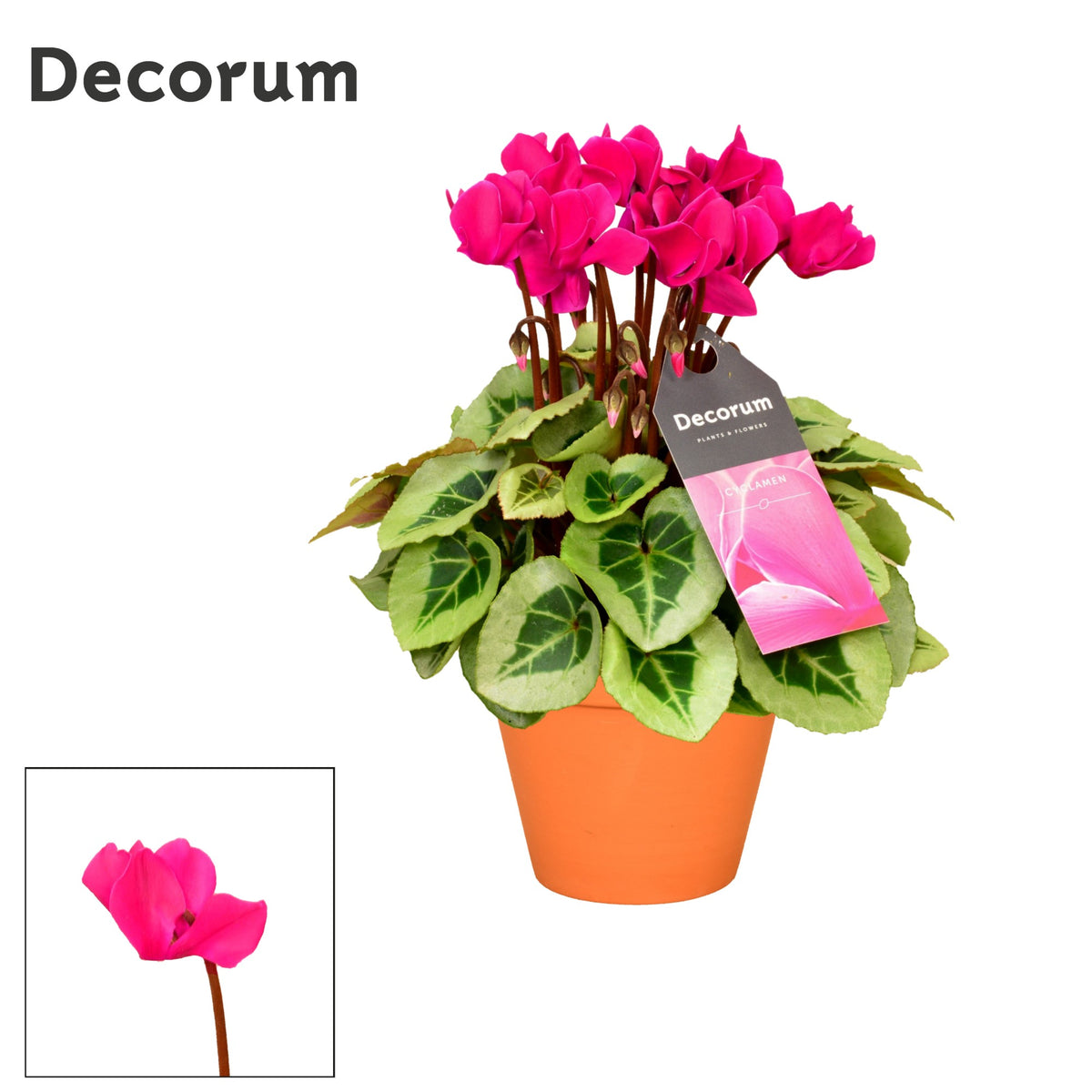 Cyclamen Picasso 25cm 13cm Pot