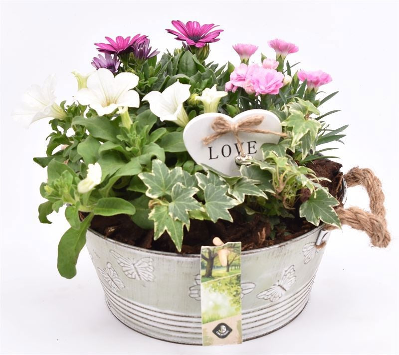 Outdoor arrangement 27cm Pot