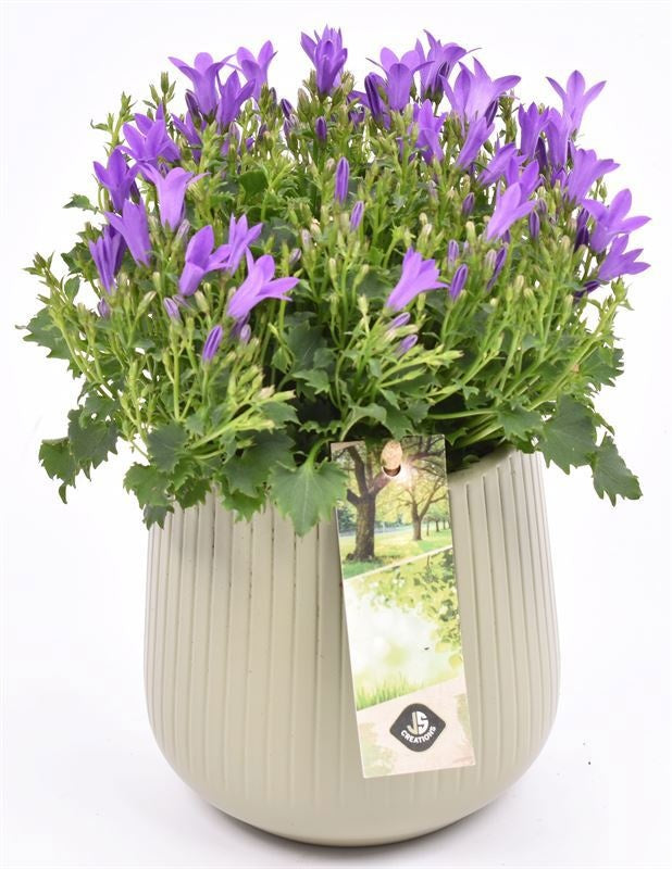 Campanula in terracotta pot 12cm Pot
