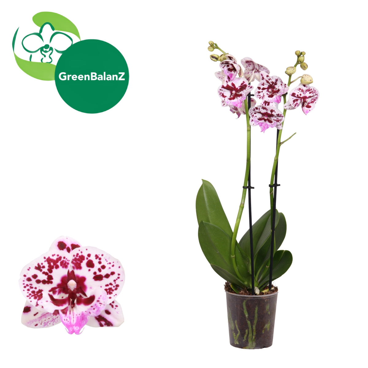 Phalaenopsis Speechless Elegance 55cm 12cm Pot