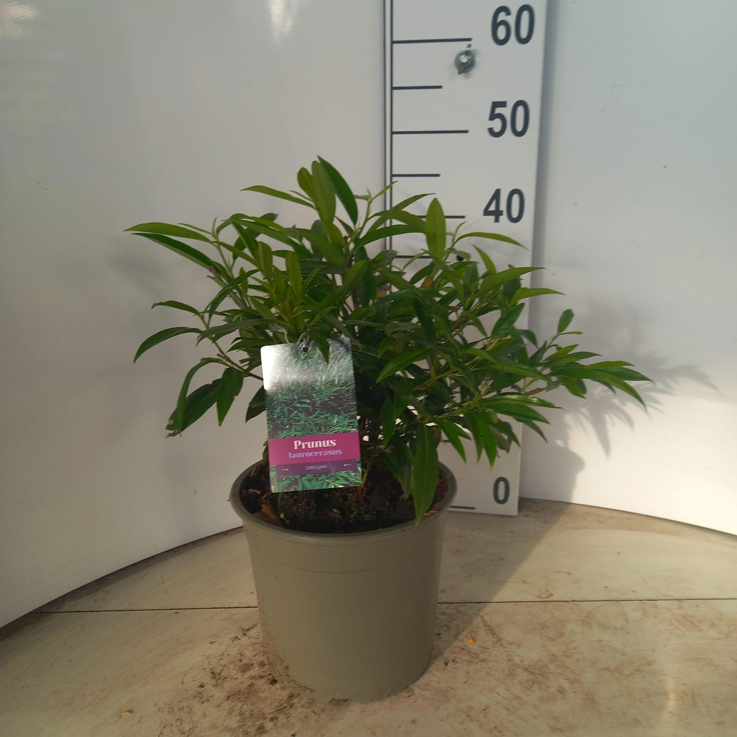Prunus Zabeliana 40cm 23cm Pot
