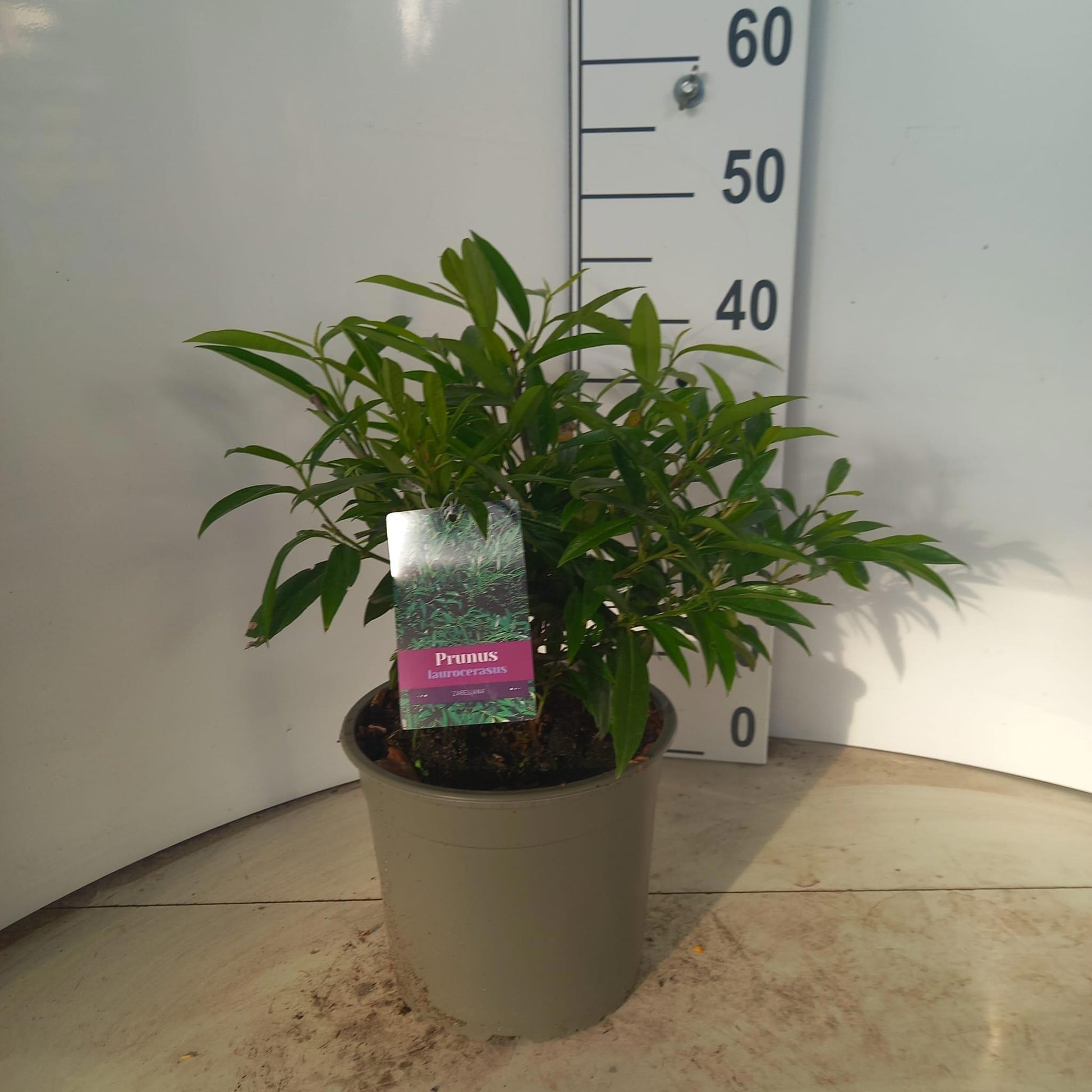 Prunus Zabeliana 40cm 23cm Pot