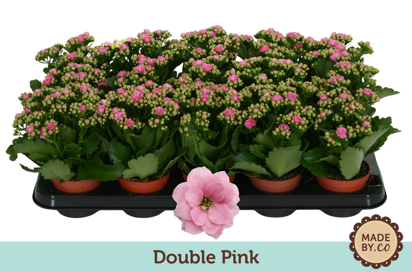 Kalanchoe Rosalina Don Nando 19cm 9cm Pot