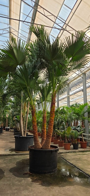 Livistona australis 600cm 120cm Pot