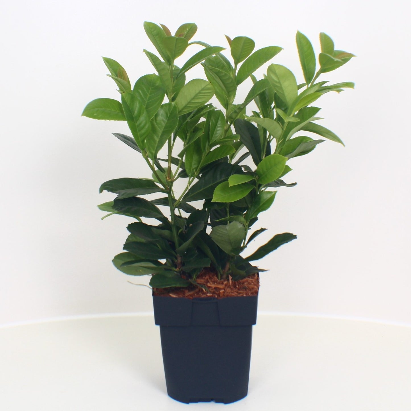 Prunus Etna 40cm 17cm Pot