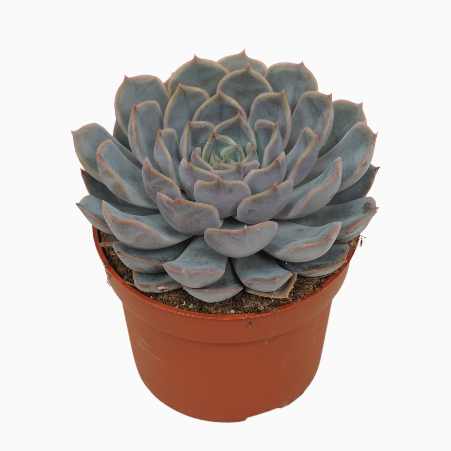 Echeveria Orion 14cm 10.5cm Pot