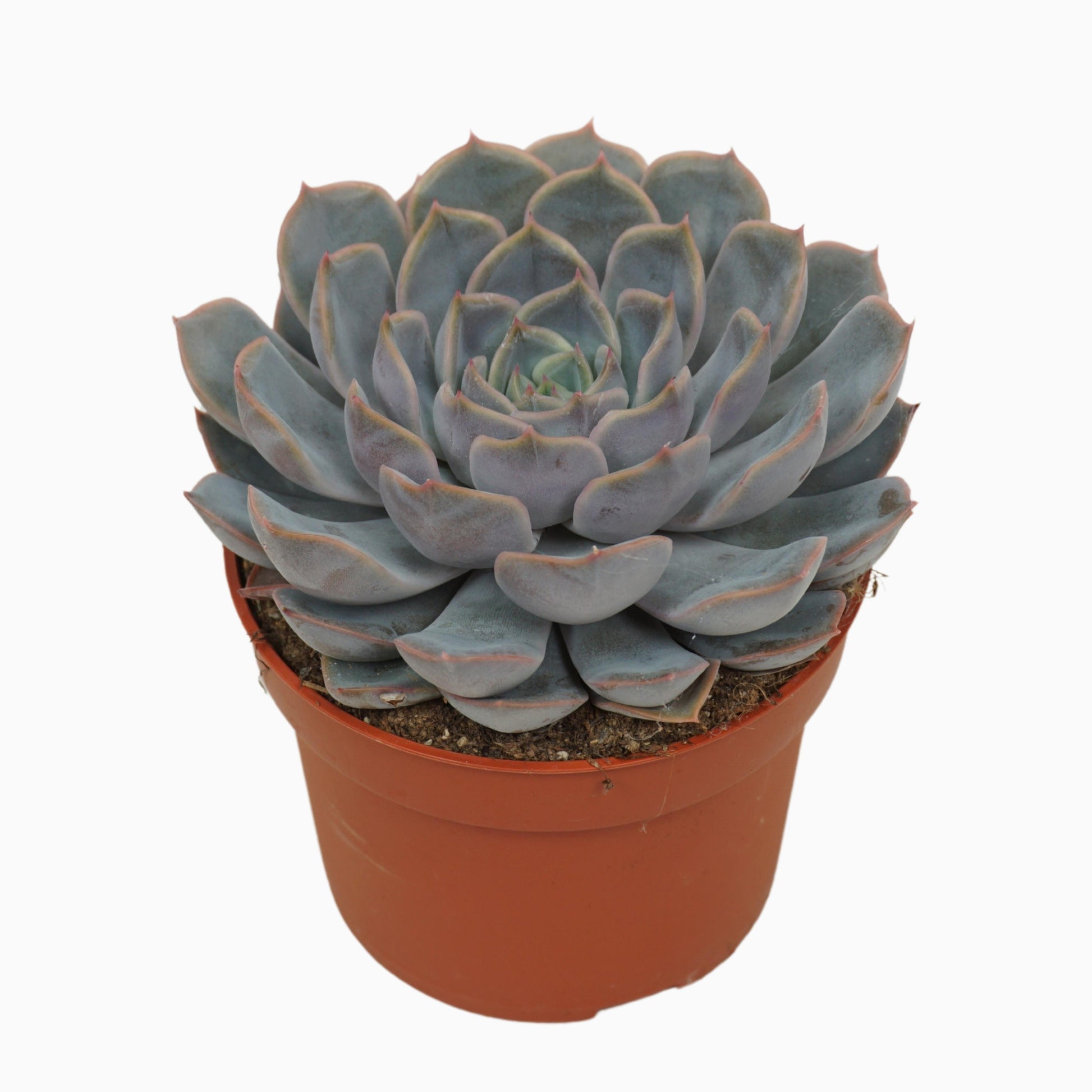 Echeveria Orion 14cm 10.5cm Pot