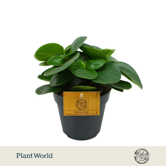Peperomia obt. Red Canyon 20cm 12cm Pot