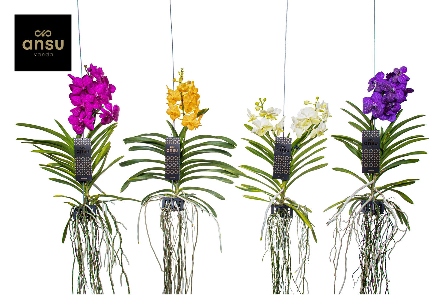 Vanda mix Medium 40cm 13cm Pot