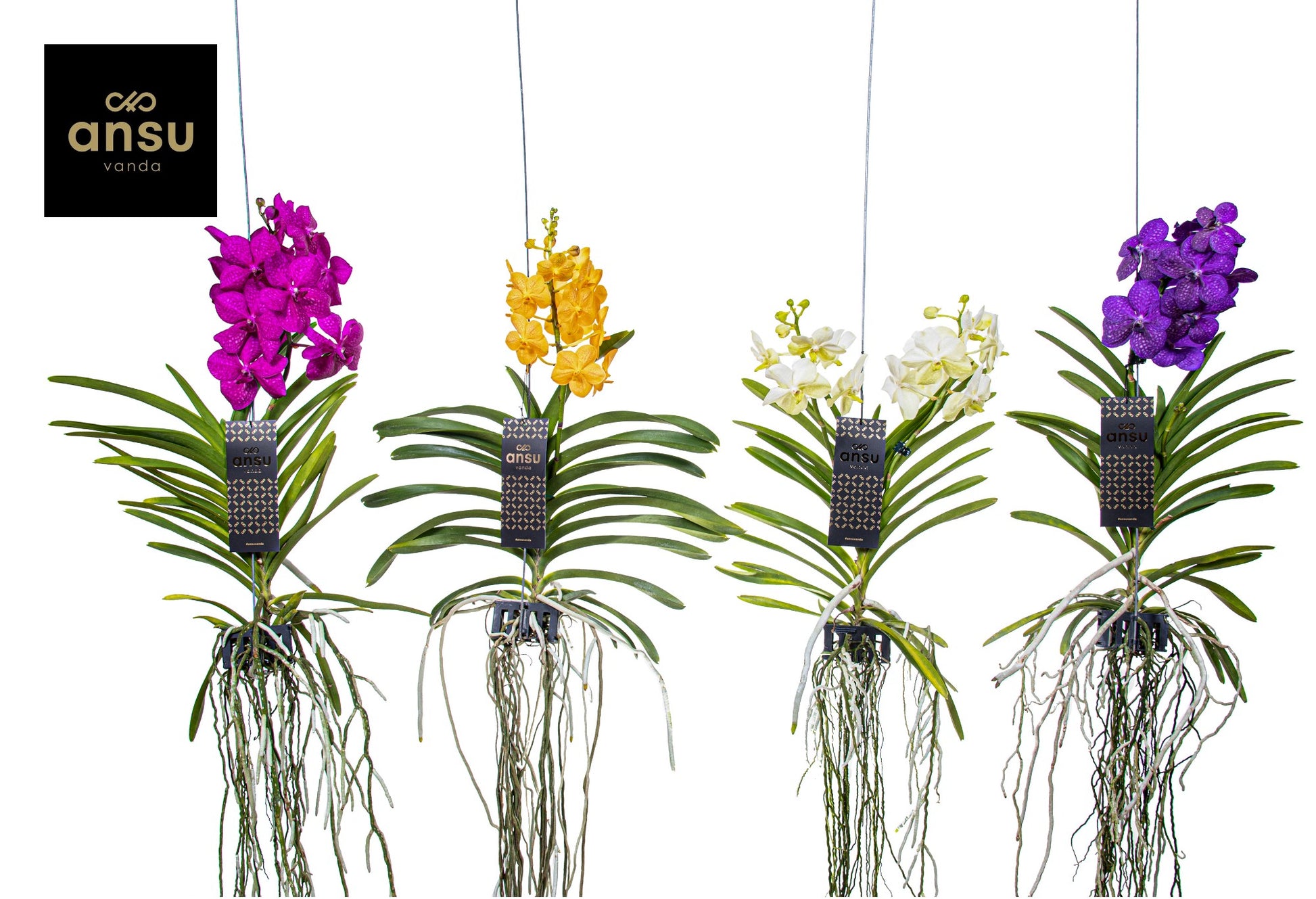 Vanda mix Medium 40cm 13cm Pot