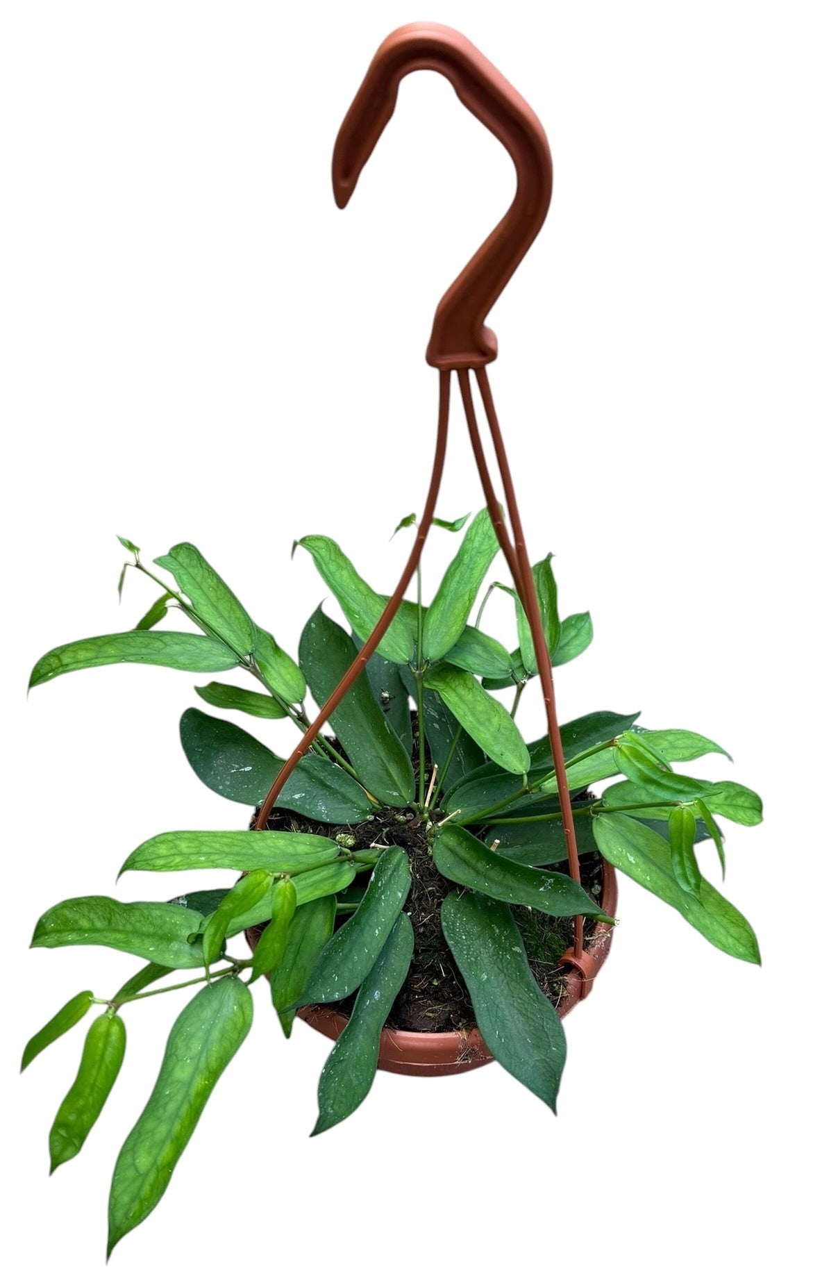 Hoya australis 30cm 14cm Pot