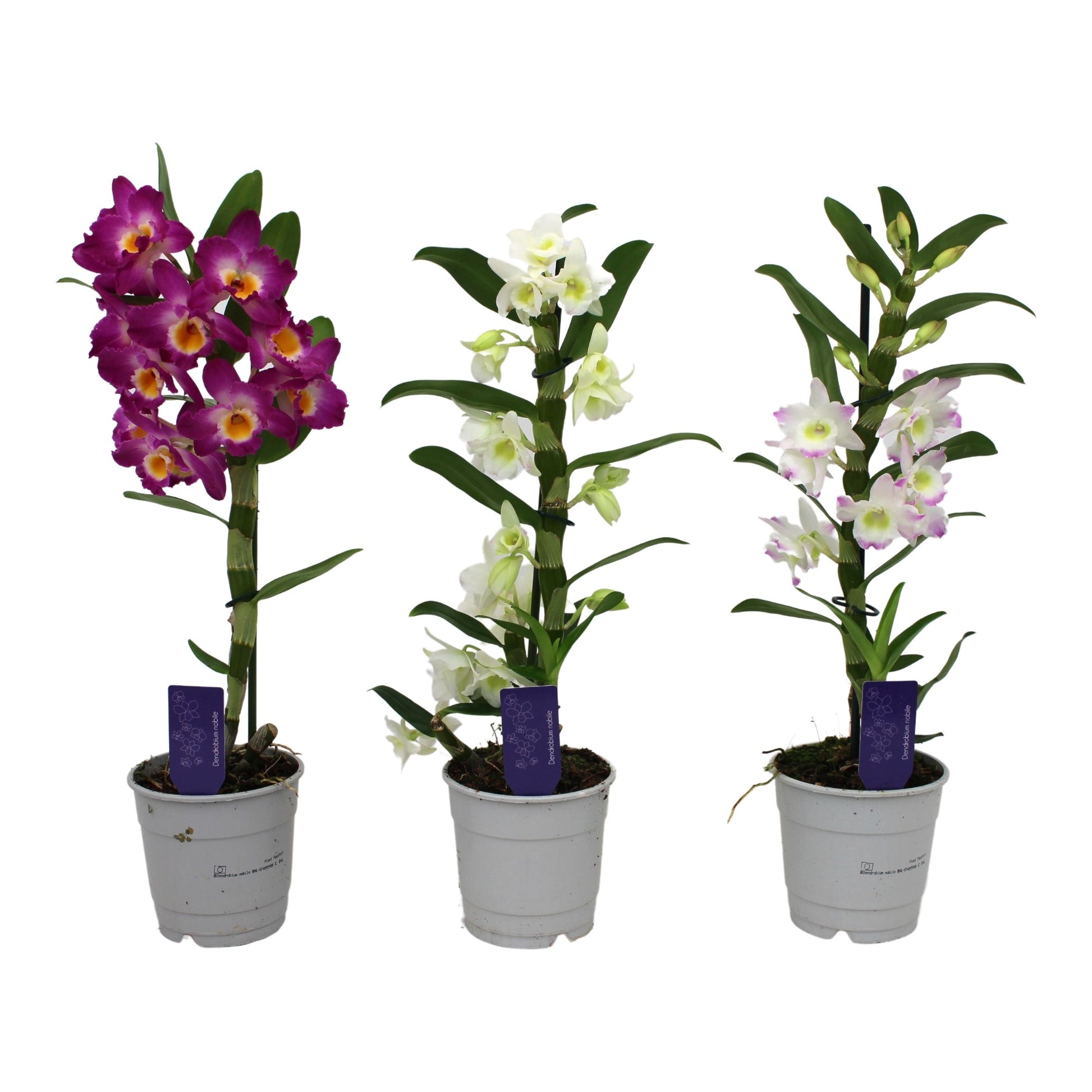 Dendrobium nob. Star Class 40cm 12cm Pot