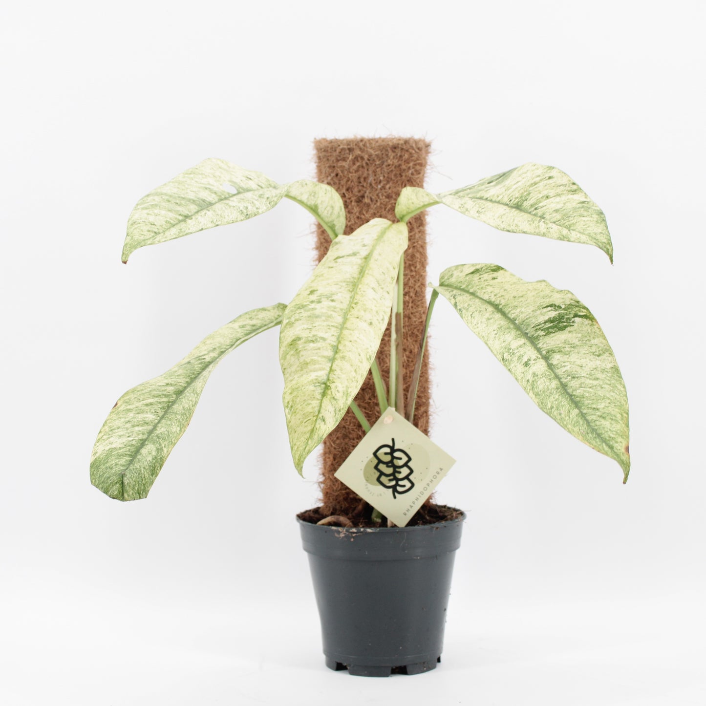 Zeur Niet, kwekerij groene planten overig Pack of 4