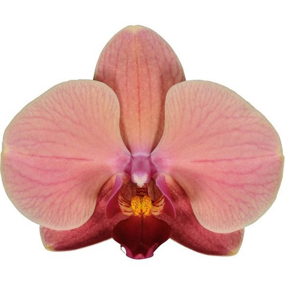 Phalaenopsis mix 45cm 12cm Pot