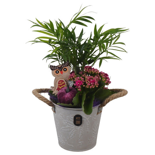 Indoor arrangement 32cm 12cm Pot
