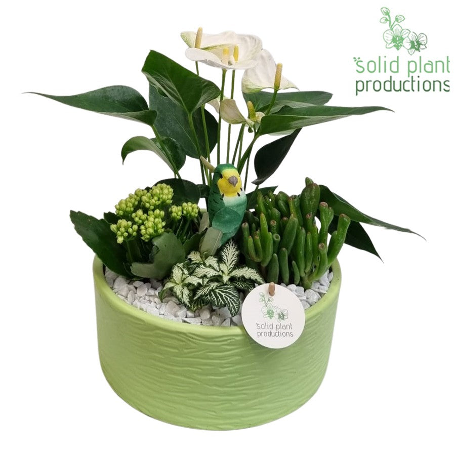 AT004 Stella Light Green 42cm 22cm Pot