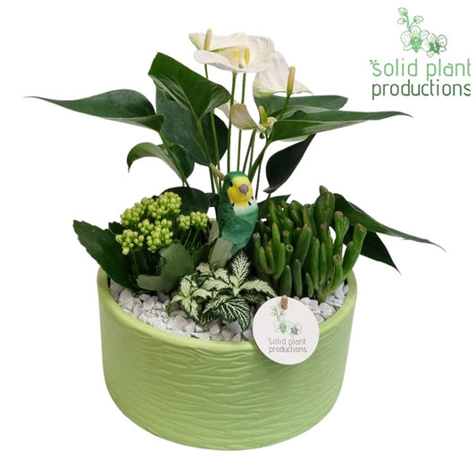 AT004 Stella Light Green 42cm 22cm Pot