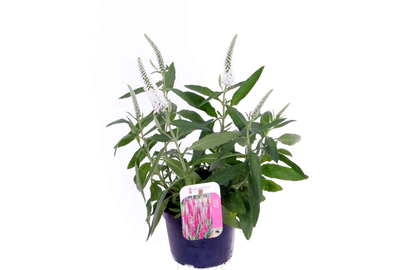 Veronica gentianoides 35cm 13cm Pot