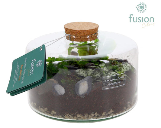 Green Bottle Kyra Medium met Terrarium arrangement 15cm 19cm Pot