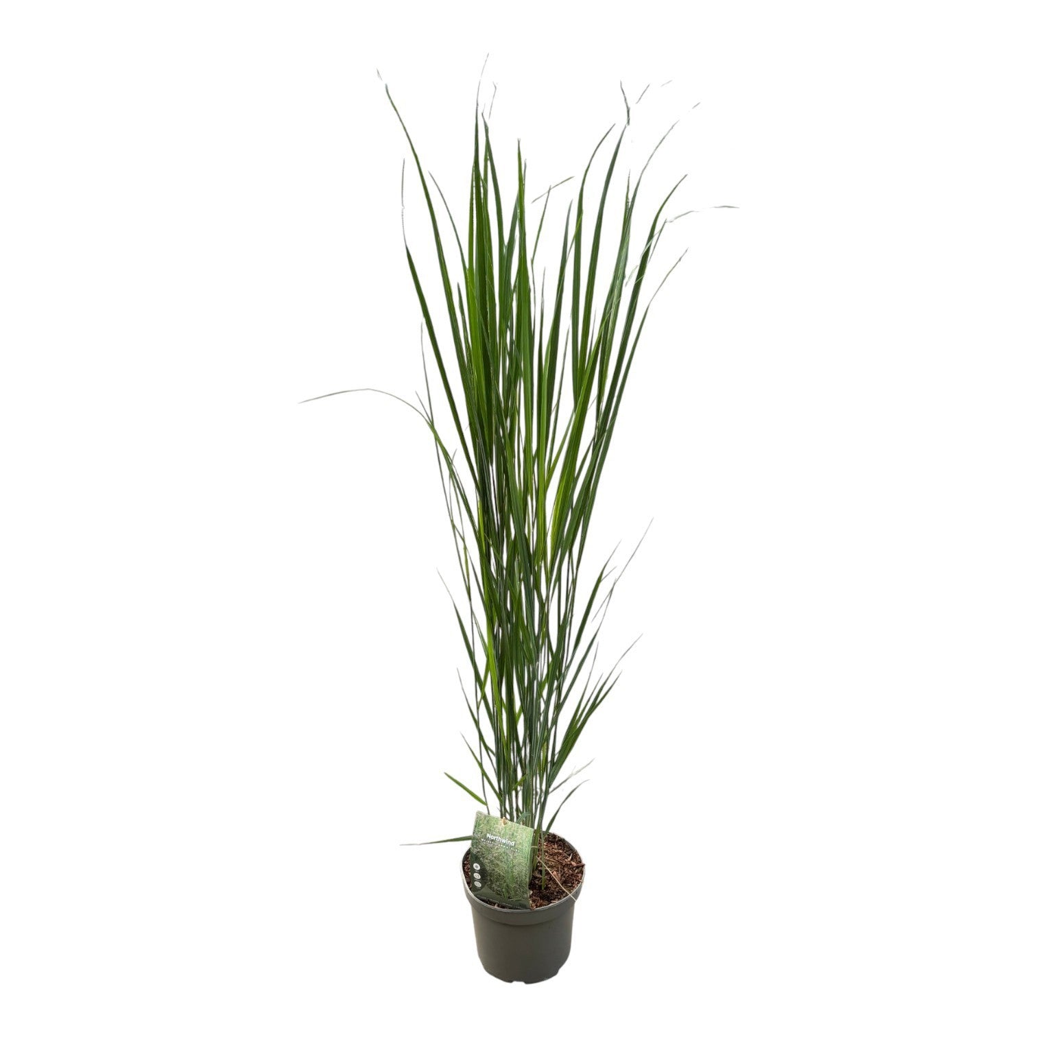 Panicum North Wind 120cm 23cm Pot