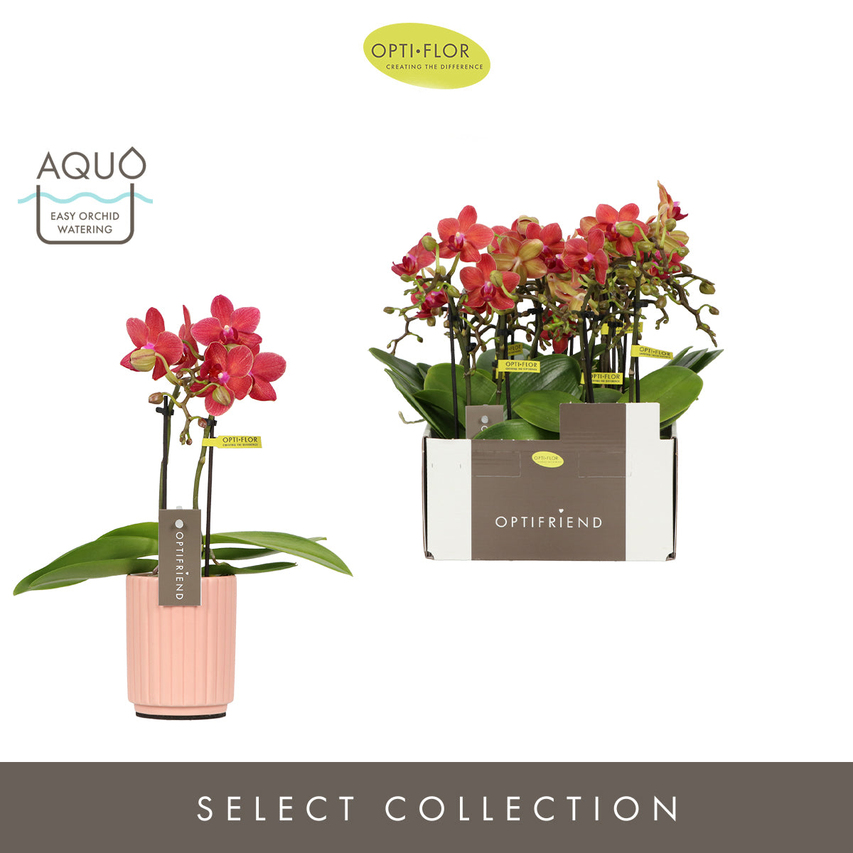 Phalaenopsis red 25cm 7cm Pot
