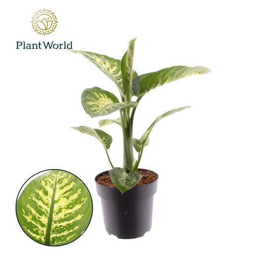 Dieffenbachia Tropic Snow 60cm 21cm Pot