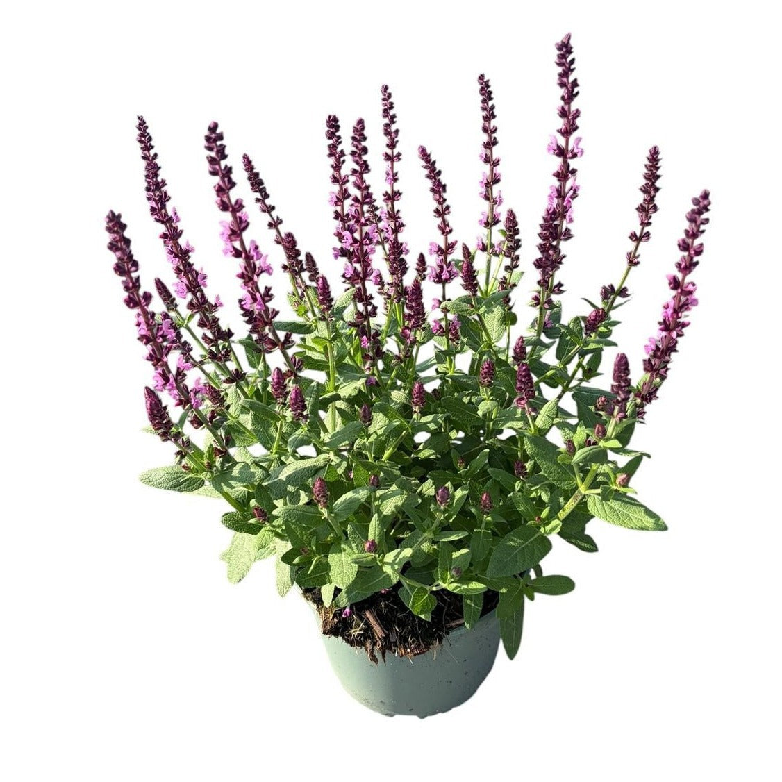 Salvia nem. Sensation Deep Rose 35cm 19cm Pot