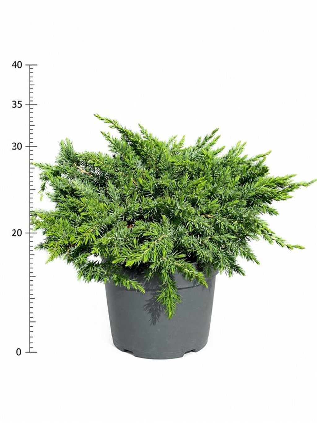 Juniperus Schlager 35cm 26cm Pot