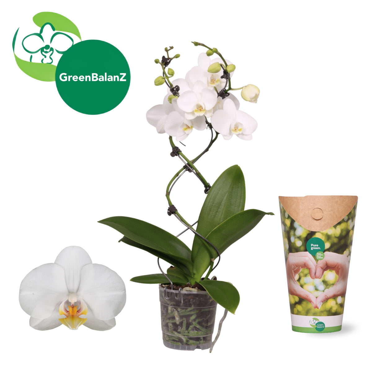 Phalaenopsis Greenbalanz Twisterz mix 50cm 12cm Pot