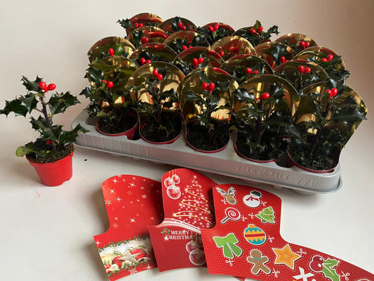 Ilex Aurea Marginata 10cm 6cm Pot