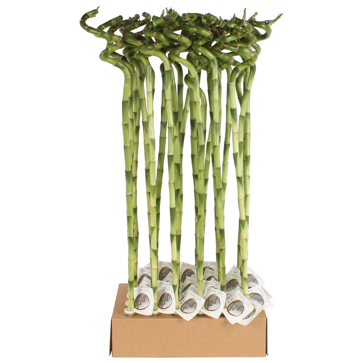 Drac. Lucky Bamboo 80cm 5cm Pot