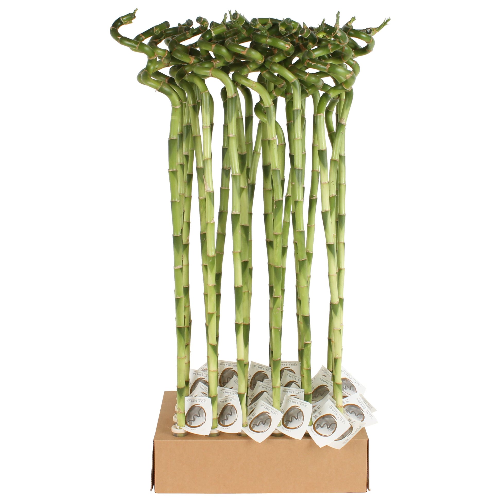 Drac. Lucky Bamboo 80cm 5cm Pot