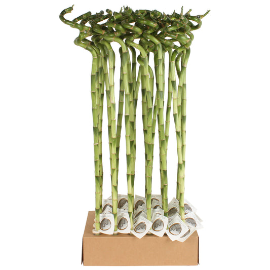 Drac. Lucky Bamboo 80cm 5cm Pot