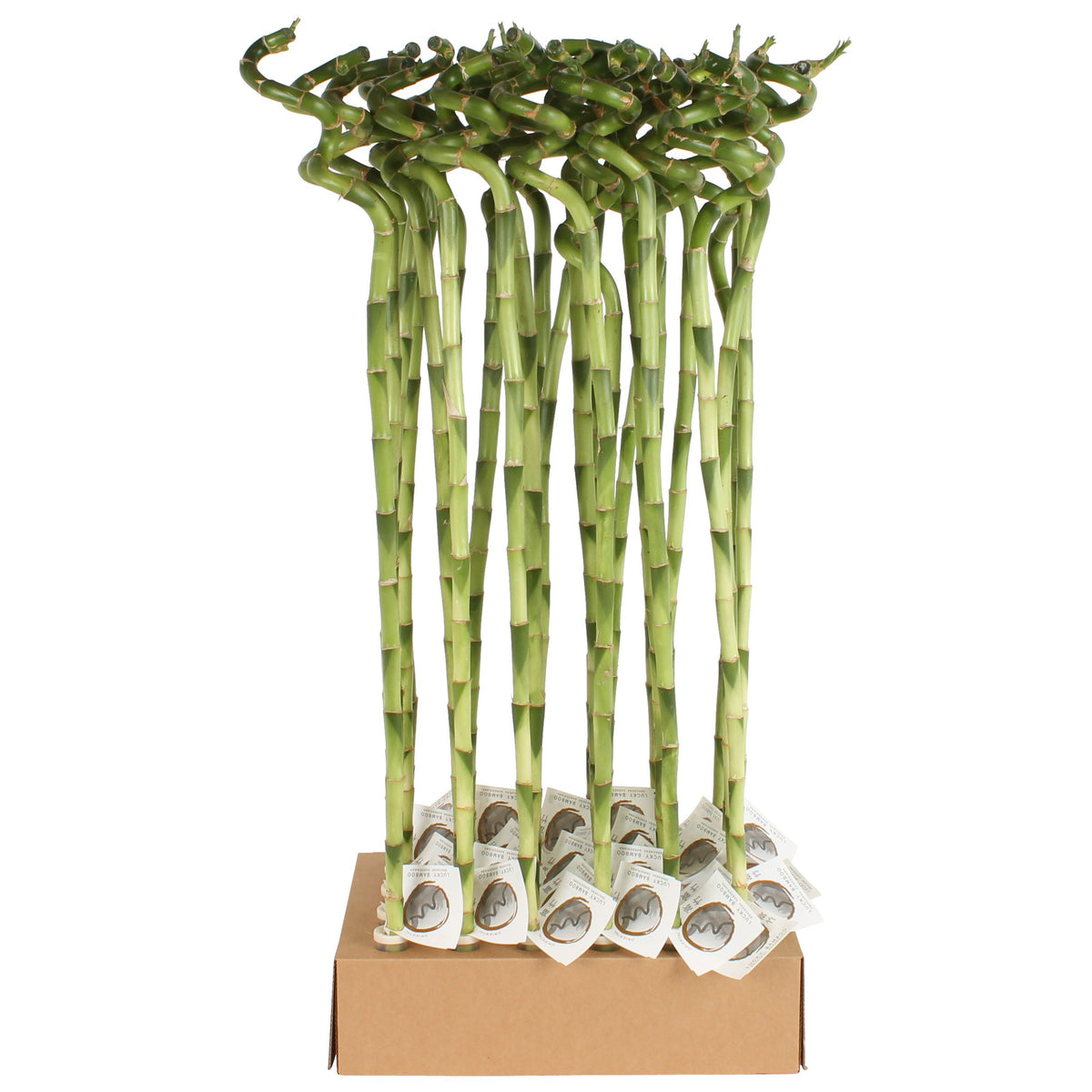 Lucky Bamboo spiral 80cm 5cm Pot
