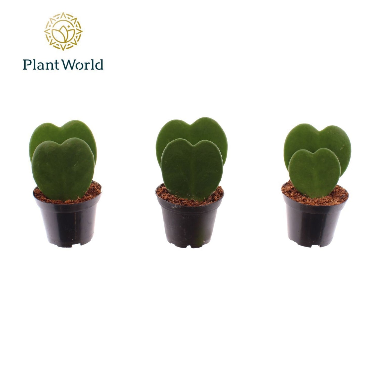 Plantworld ArendTropical Hoya kerrii Double Pack of 16