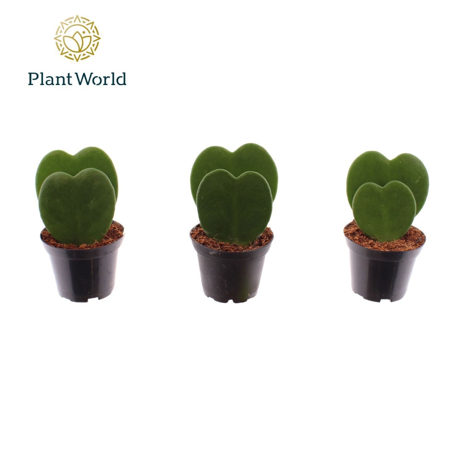 Plantworld ArendTropical Hoya kerrii Double Pack of 16