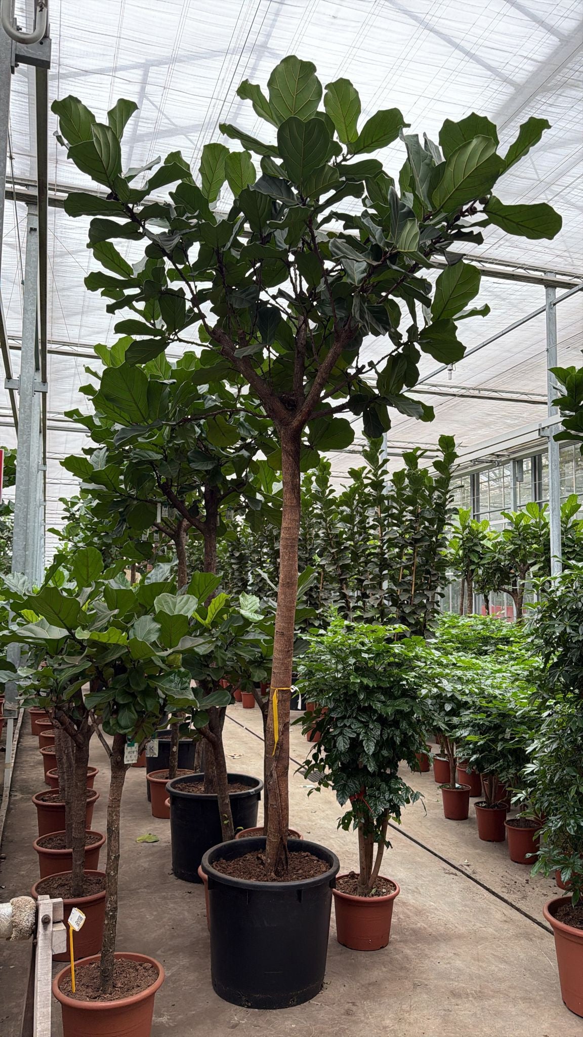 Ficus lyrata 420cm 70cm Pot