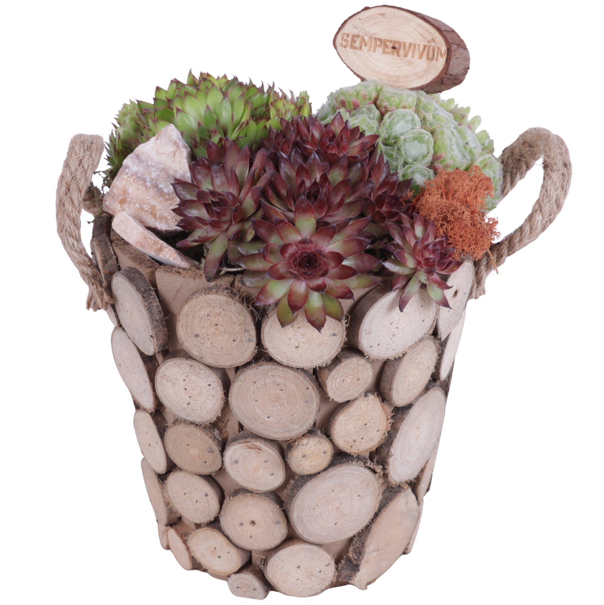 arr. Sempervivum 30cm 20cm Pot