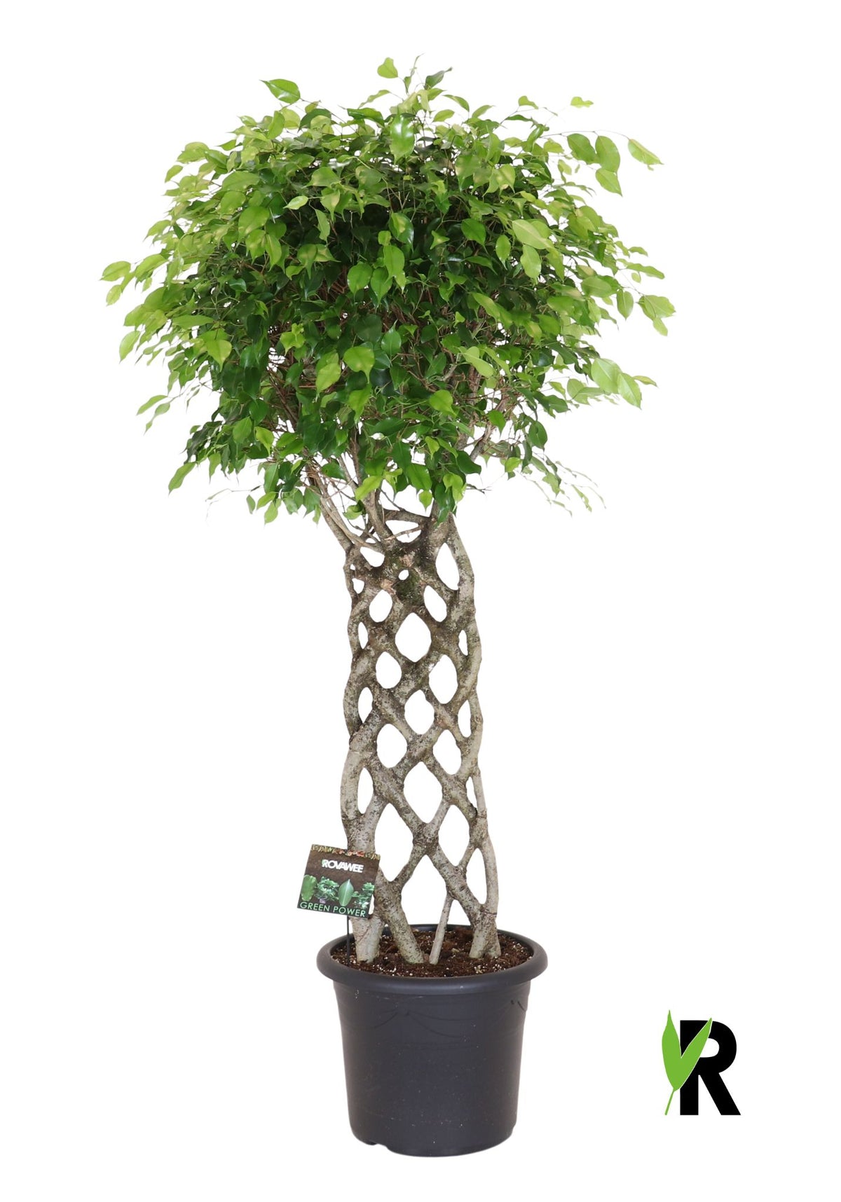 Ficus benj. Exotica 180cm 40cm Pot