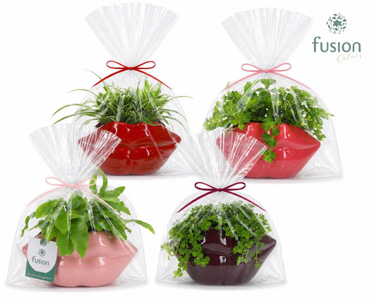 Keramiek Lippen met Groen planten in klaphoes 29cm 15cm Pot