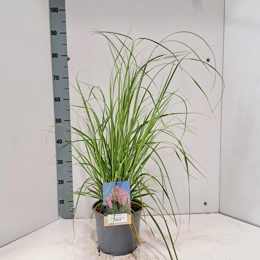 Cortaderia sel. Rosea 55cm 21cm Pot