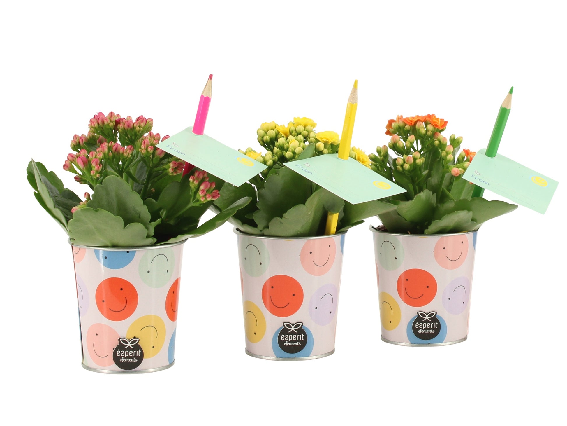 Kalanchoe Rosalina mix 20cm 7cm Pot