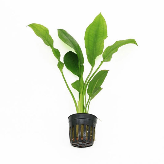 Aquarium plant mix 10cm 5cm Pot