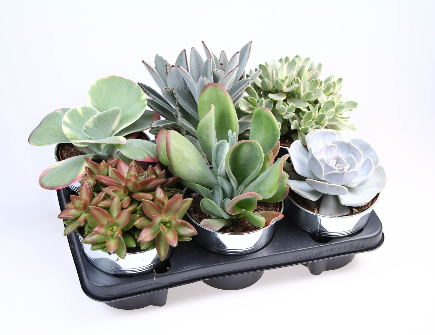 Euro Cactus Holland Bv Succulent zinkpot Pack of 6