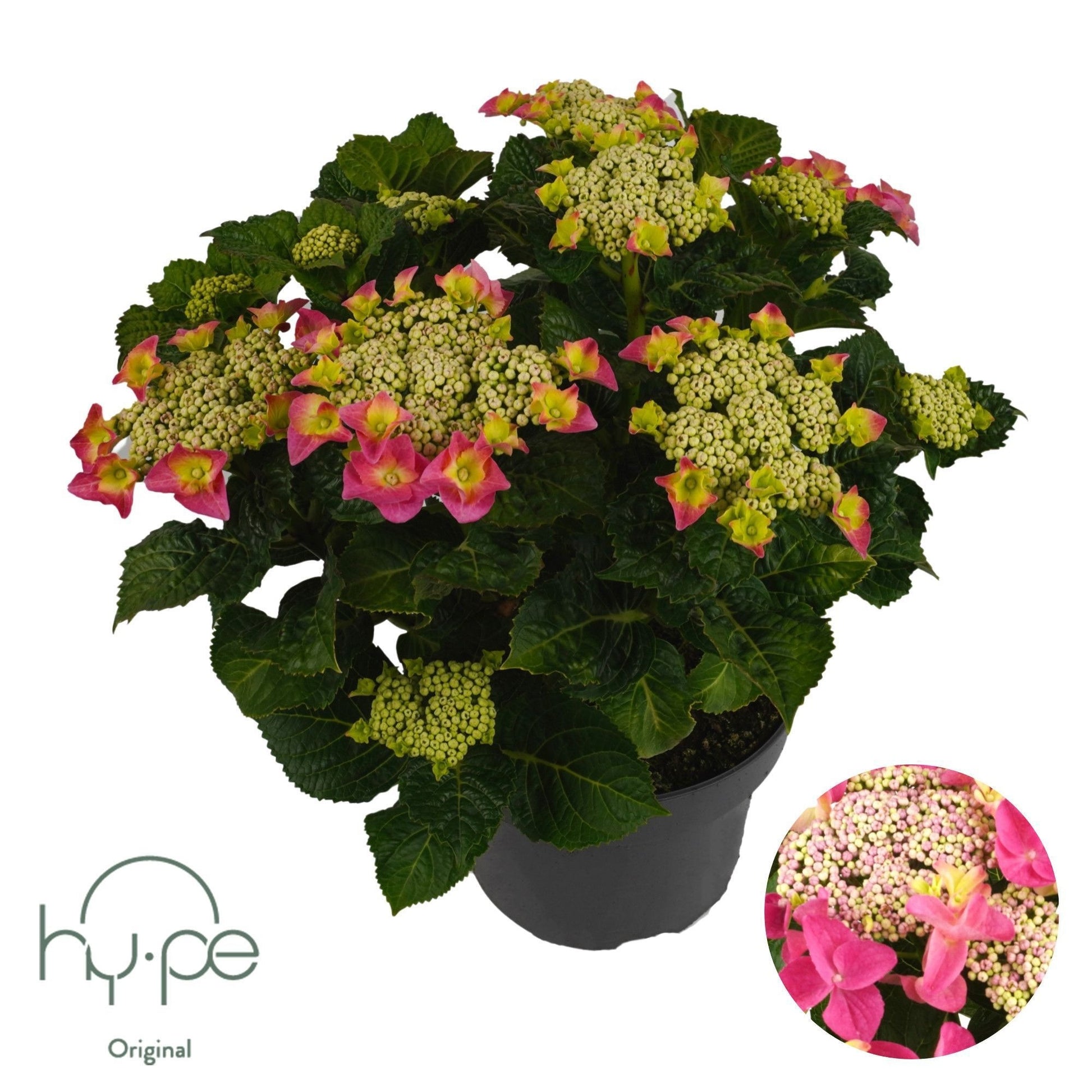 Schie, Sjaak van Hydrangea macr. Lacecap pink Pack of 3