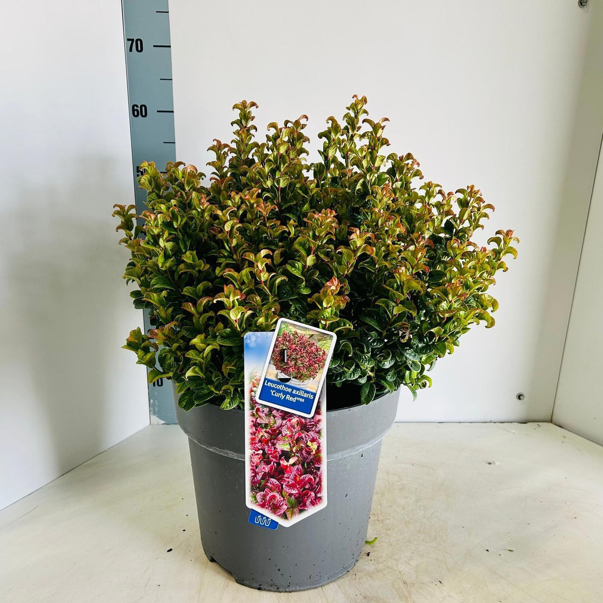 Leucothoe Curly Red 55cm 32cm Pot