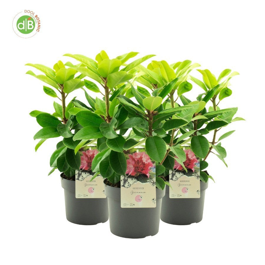 Rhododendron Germania 45cm 19cm Pot